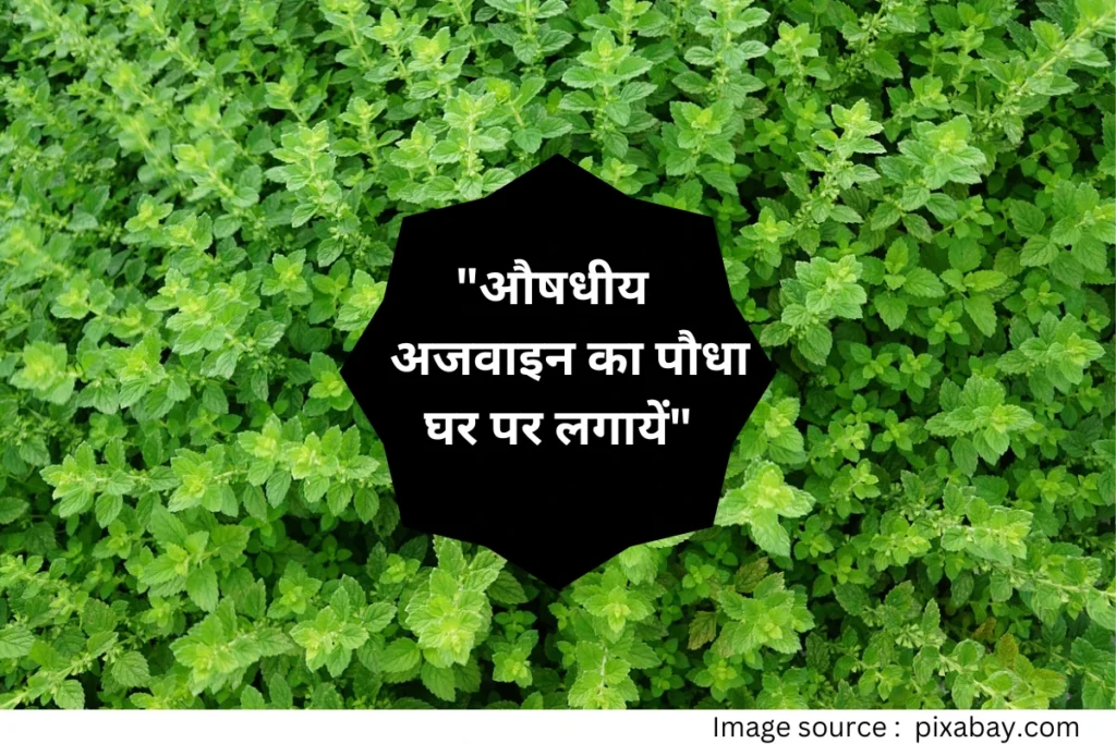 Medicinal ajwain plant grow at home get complete key
