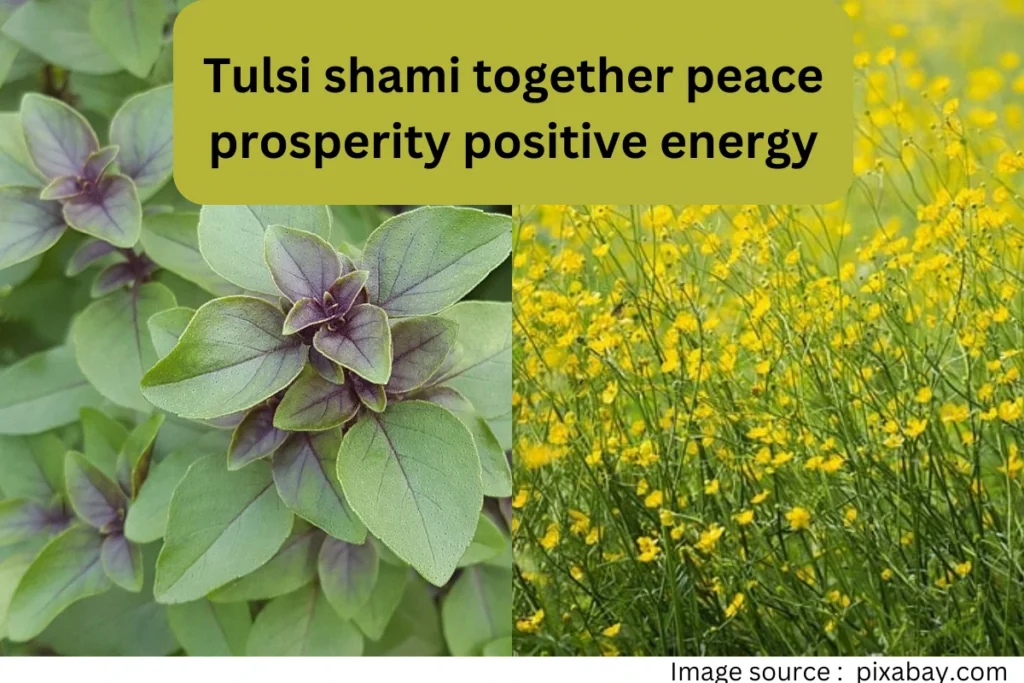 tulsi shami together peace prosperity positive energy
