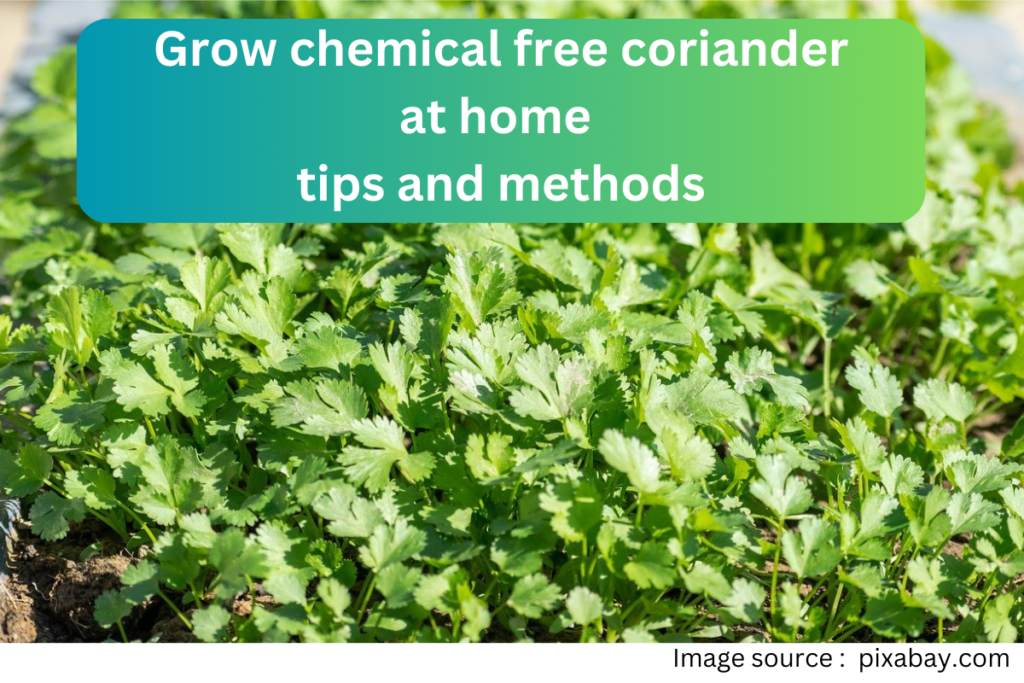 Grow chemical free coriander at home tips and methods