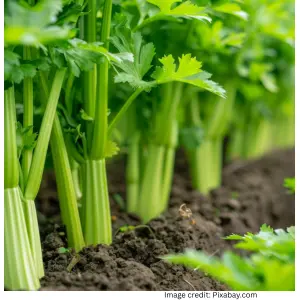 Grow chemical free coriander at home tips and methods