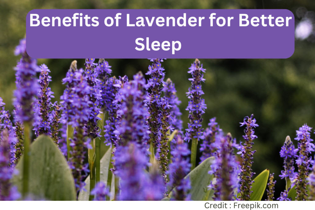 benefits of lavender for better sleep