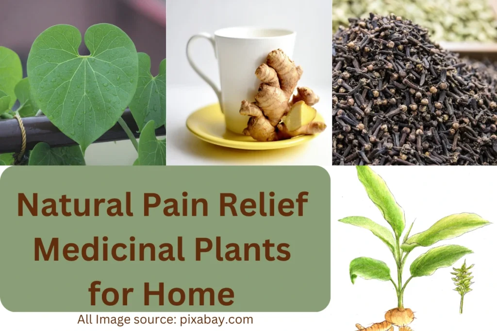 Natural Pain Relief Medicinal Plants for Home