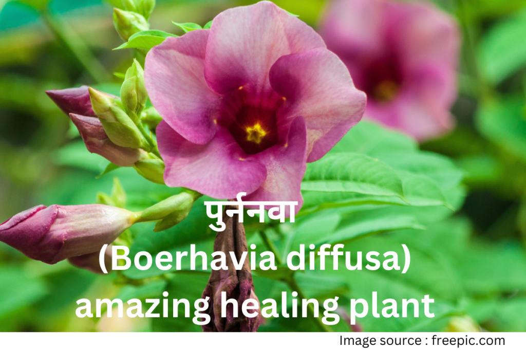 Punarnava amazing healing plant