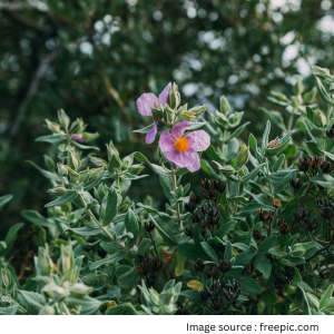 Punarnava amazing healing plant