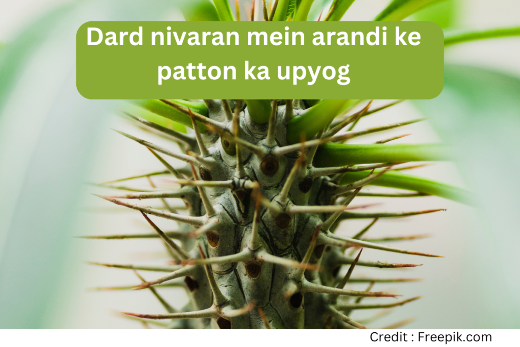 Dard nivaran mein arandi ke patton ka upyog