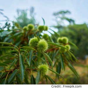 Dard nivaran mein arandi ke patton ka upyog