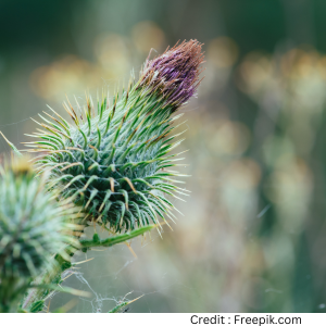Dard nivaran mein arandi ke patton ka upyog