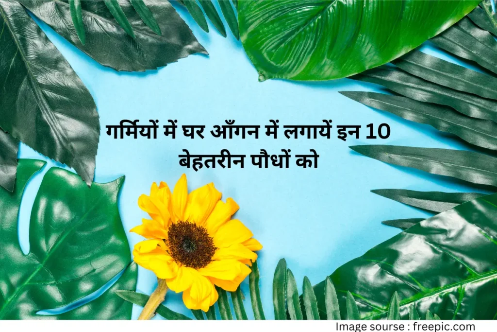 Ghar ke liye 10 summer plants