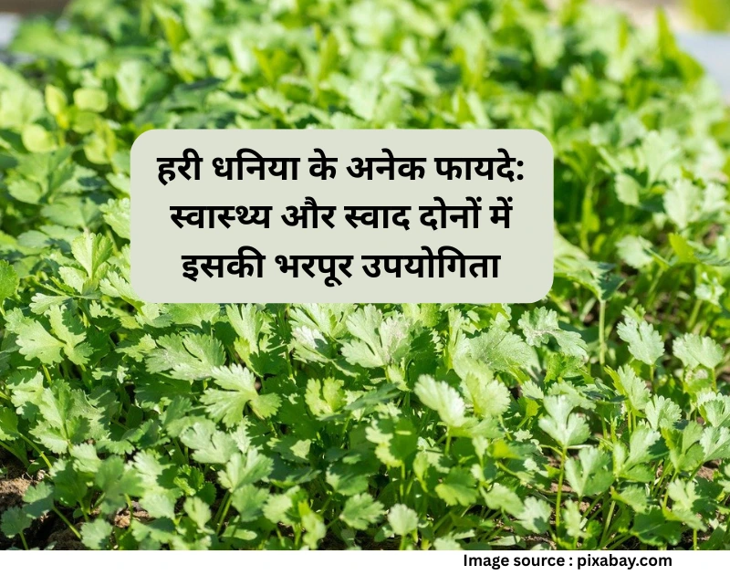 Benefits of green coriander in health and taste