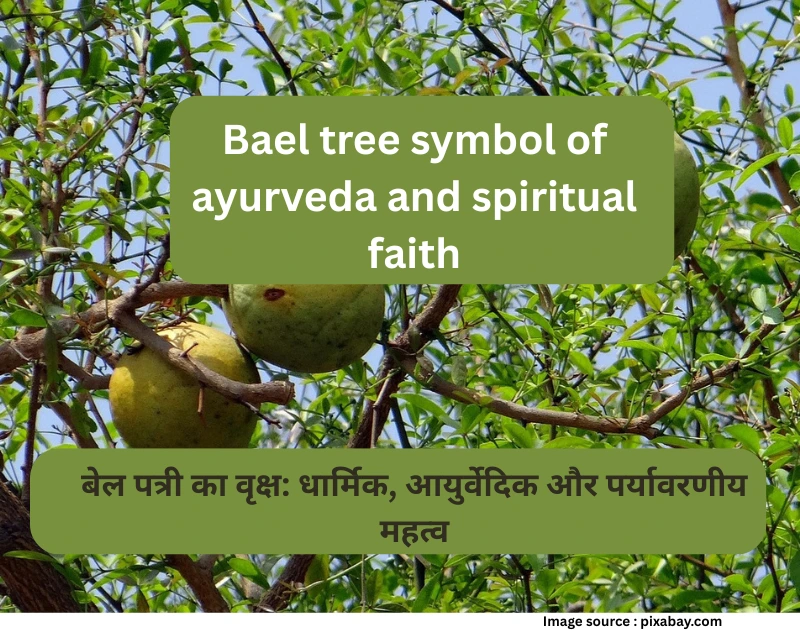 Bael tree symbol of ayurveda and spiritual faith