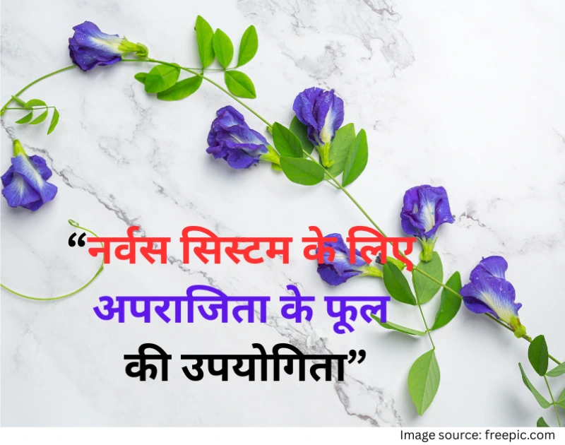 aprajita-flower-benefits-for-nervous-system