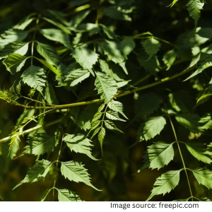 Guggul tree medicinal benefits