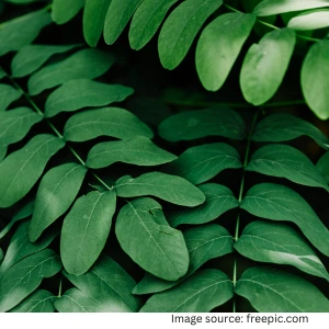 Guggul tree medicinal benefits