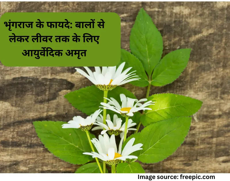 Bhringraj ke fayde hindi