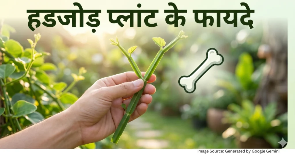 हडजोड़ प्लांट (Cissus quadrangularis) हड्डियों को मजबूत करने और जोड़ने का प्राकृतिक उपाय
